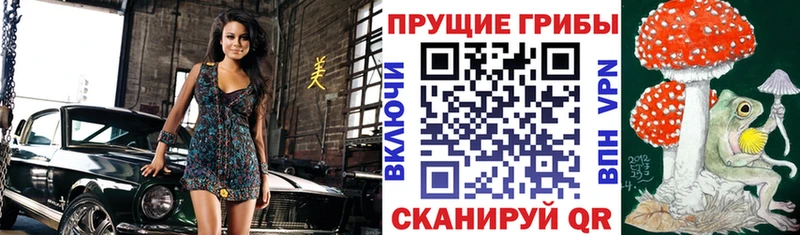что такое   Шлиссельбург  Галлюциногенные грибы Magic Shrooms 